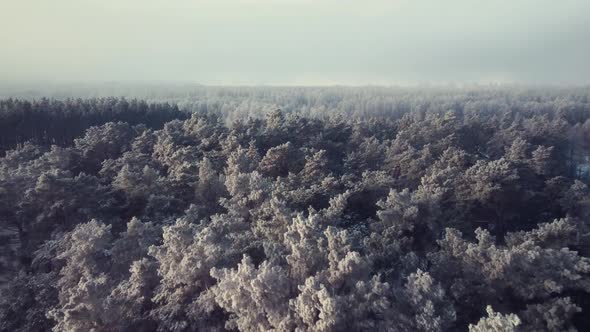 Aerial footage of pine forest covered in ice in sunny winter morning