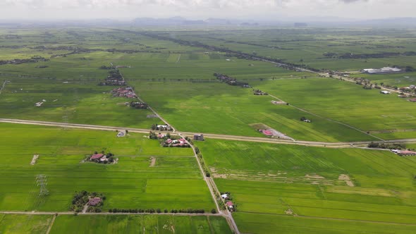 The Paddy Rice Fields of Kedah and Perlis, Malaysia