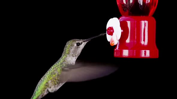 Hummingbird Feeding Slow Motion.