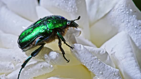 Close-up View of Green Rose Chafer - Cetonia Aurata Beetle on White Flower of Peony. Amazing Emerald