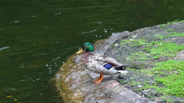 Male mallard duck in city park. Wild bird