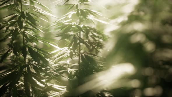 Thickets of Marijuana Plant on the Field