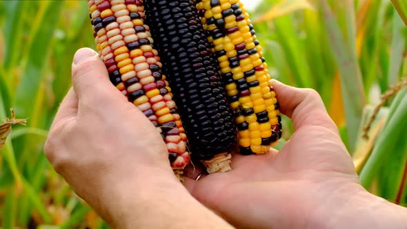 Colored corn cobs.Multicolored corn in male hands.corn cobs different colors