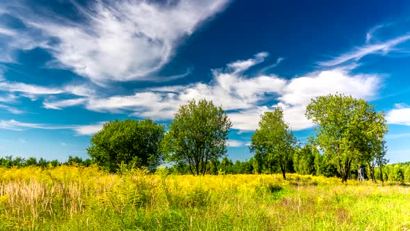 Forest meadow.