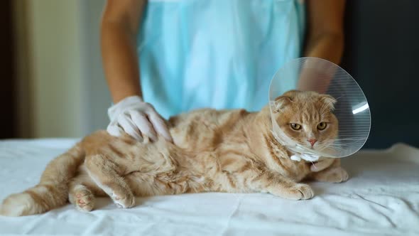 Veterinarian doctor is making a check up of a cute beautiful cat with plastic cone