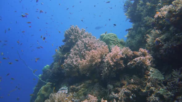 camera gliding over a beautiful & healthy reefs in Indonesia.