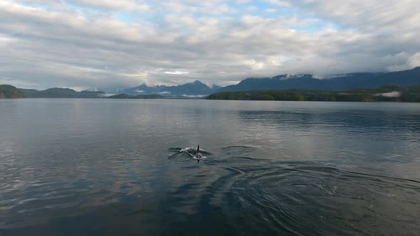 Aerial view of Orca whales in front of mountains in the ocean.