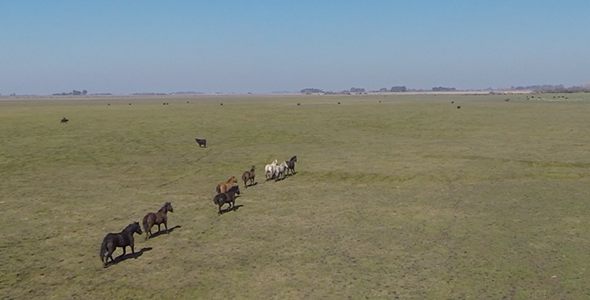 Running Horses on Field