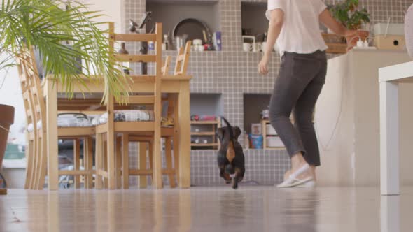 Dachshund Dog Running Out of the Camera to the Kitchen and Returning