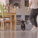 Dachshund Dog Running Out of the Camera to the Kitchen and Returning - VideoHive Item for Sale