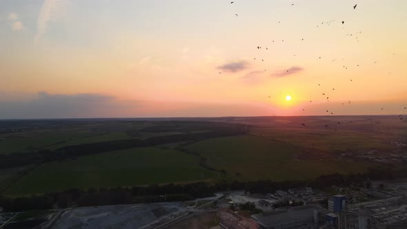 Big Flock of Crow Birds Flying Against Clear Sunset Sky