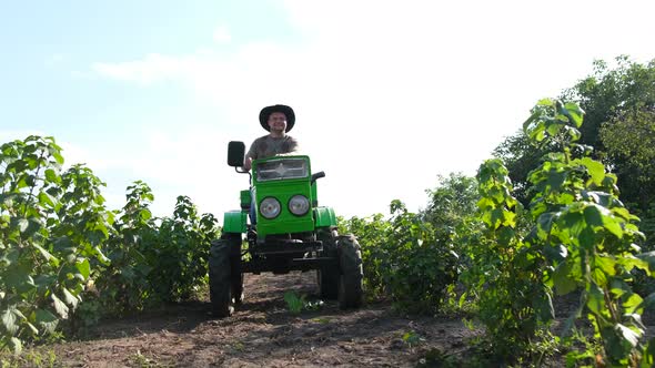 An American Rural Worker Rides a Green Tractor with an Open Cab and Inspects His Sunflower