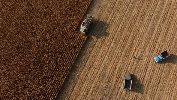 Aerial Drone View Flight Over Harvester Harvesting Dry Corn