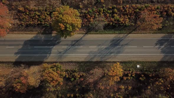 Drone's Eye Autumn Road: Aerial Top Down View of Lane Between Foliage Tree