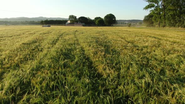 Wheat Field in Spring at Sunrise