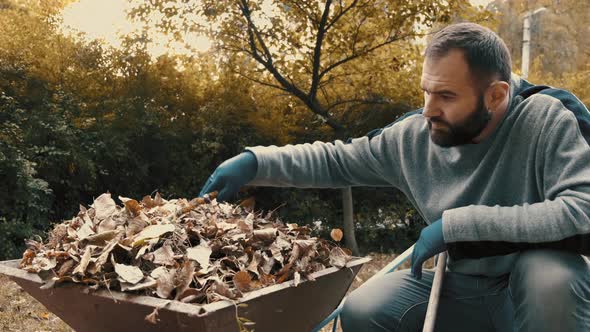 Garden Worker Who Is a Man Loading Dry Leaves and Tree Branches on To a Wheelbarrow