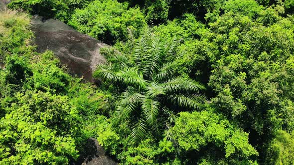 Aerial spin down above Lush green jungle plants trees and leaves and big stones