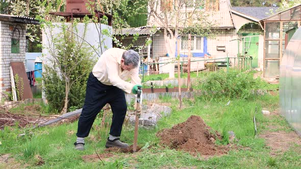 An Old Grayhaired Man is Digging a Hole for Planting a Tree with a Shovel