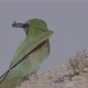 Green Bee-Eater Caught an Insect - VideoHive Item for Sale