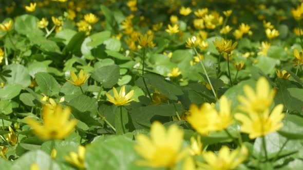 Beautiful Yellow Summer Flowers In The Wind