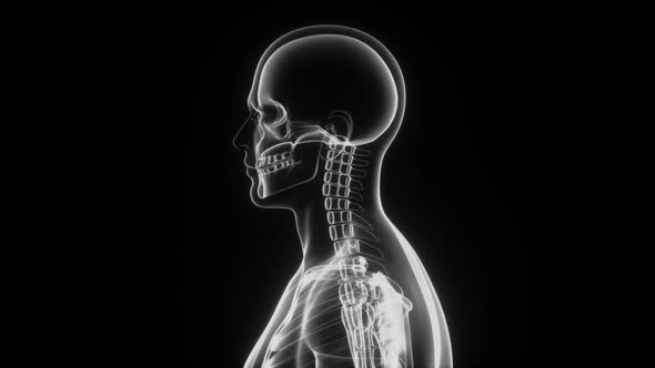 Human Body And Skeleton, X-ray