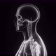 Human Body And Skeleton, X-ray - VideoHive Item for Sale