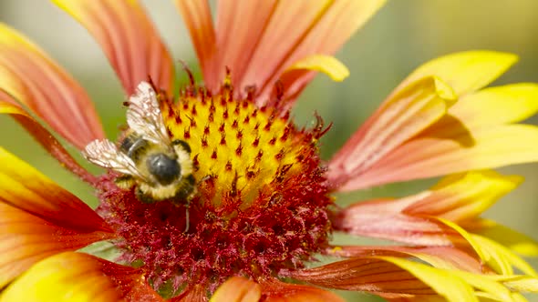 Bees Сollect Nectar and Pollinate Flowers.