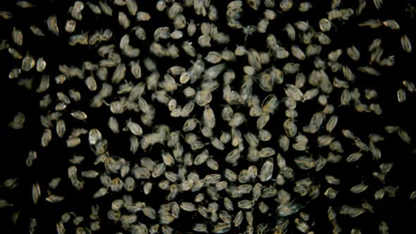 Bosmina Water Flea Under the Microscope