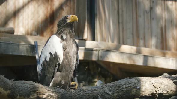 Steller's Sea Eagle In Zoo