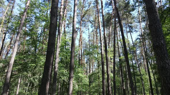 Beautiful Green Forest on a Summer Day Slow Motion