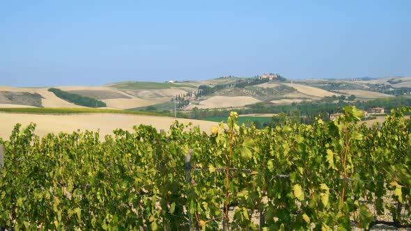 Vineyard Landscape in Tuscany  Italy