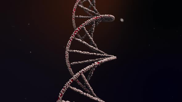 Dna Loop