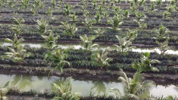 Aerial view oil palm and pineapple farm