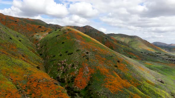 Aerial View of Mountain with California Golden Poppy and Goldfields Blooming in Walker Canyon