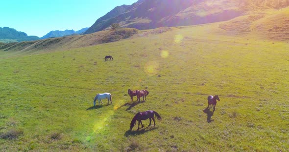 Flight Over Wild Horses Herd on Meadow. Spring Mountains Wild Nature. Freedom Ecology Concept.