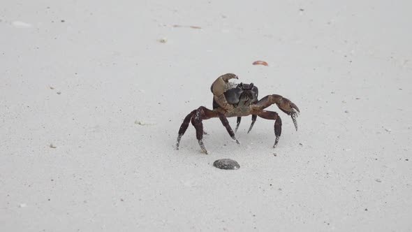 Crab with Raised Claws Walking on White Beach