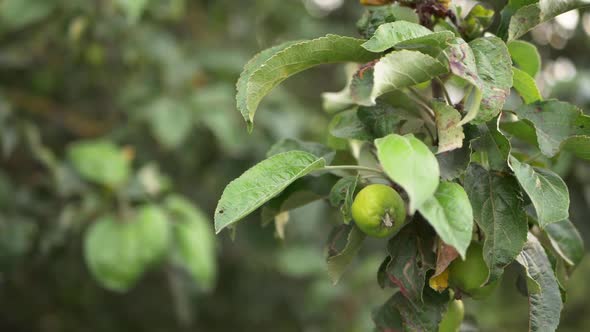 Young green apple ripening on tree branch medium shot