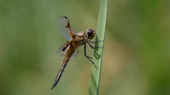 Macro shot of wild dragonfly hanging on green plant in summer,4k details shot