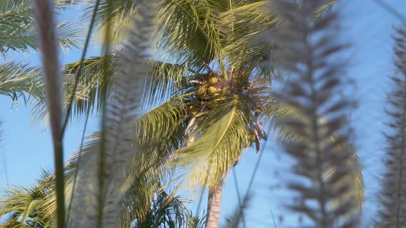 Coconut palm tree shaked by wind. Low-angle pov through leaves