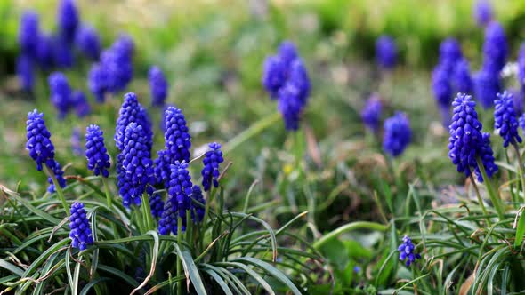 Purple and blue flowers on a green grass background. Muscari Armenian.