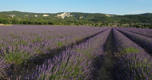 Field of lavenders, Vaucluse department, Provence, France