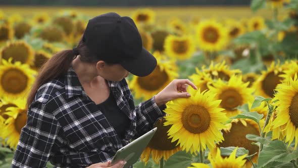 Female Farmer Stands in Field of Sunflowers and Works on a Screen Tablet Checks the Harvest