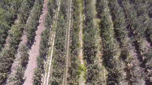 agricultural field panorama