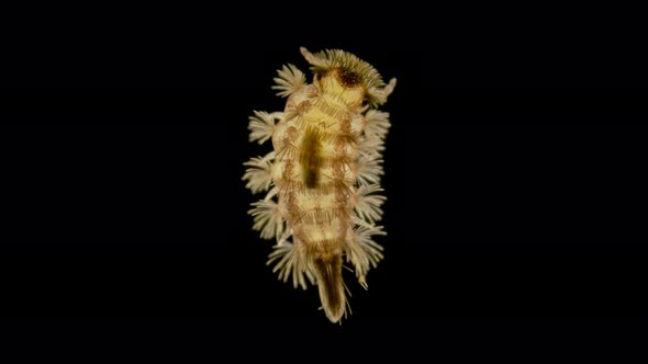 a Young Millipede Polyxenus Lagurus Under a Microscope, Belongs To the Class Diplopoda