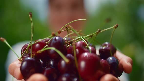 Farmer Hand Holding Cherry Showing Sweet Berry Eco Product in Garden Greenhouse