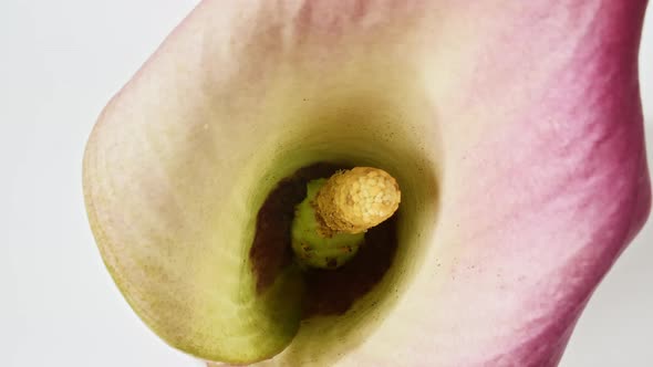 Pink Calla Rotating on White Background Macro Shot