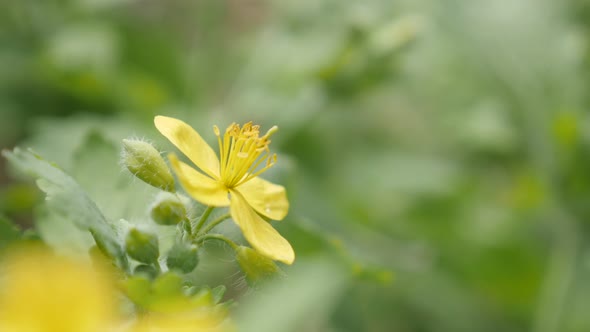 Flower bush of yellow greater celandine close-up 4K 2160p 30fps UltraHD footage - Shallow DOF herbac