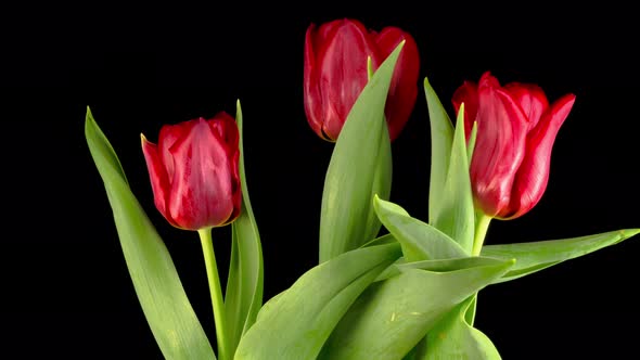 Timelapse of Red Tulips Flowers Opening