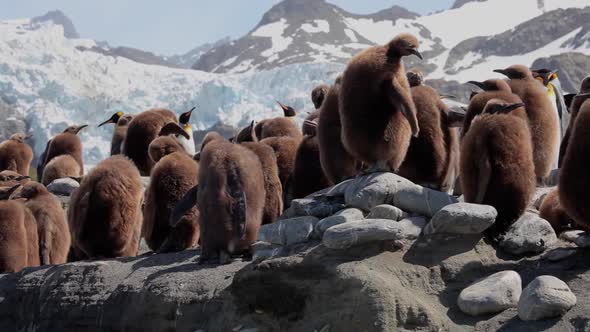 King Penguins On South Georgia Island