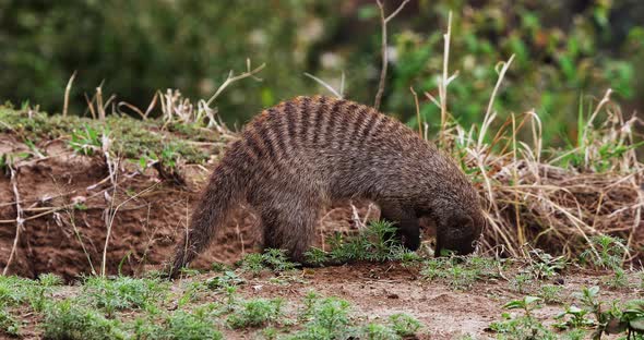 Banded Mongoose, mungos mungo, Adult looking for Food, Masai Mara Park in Kenya, Real Time 4K